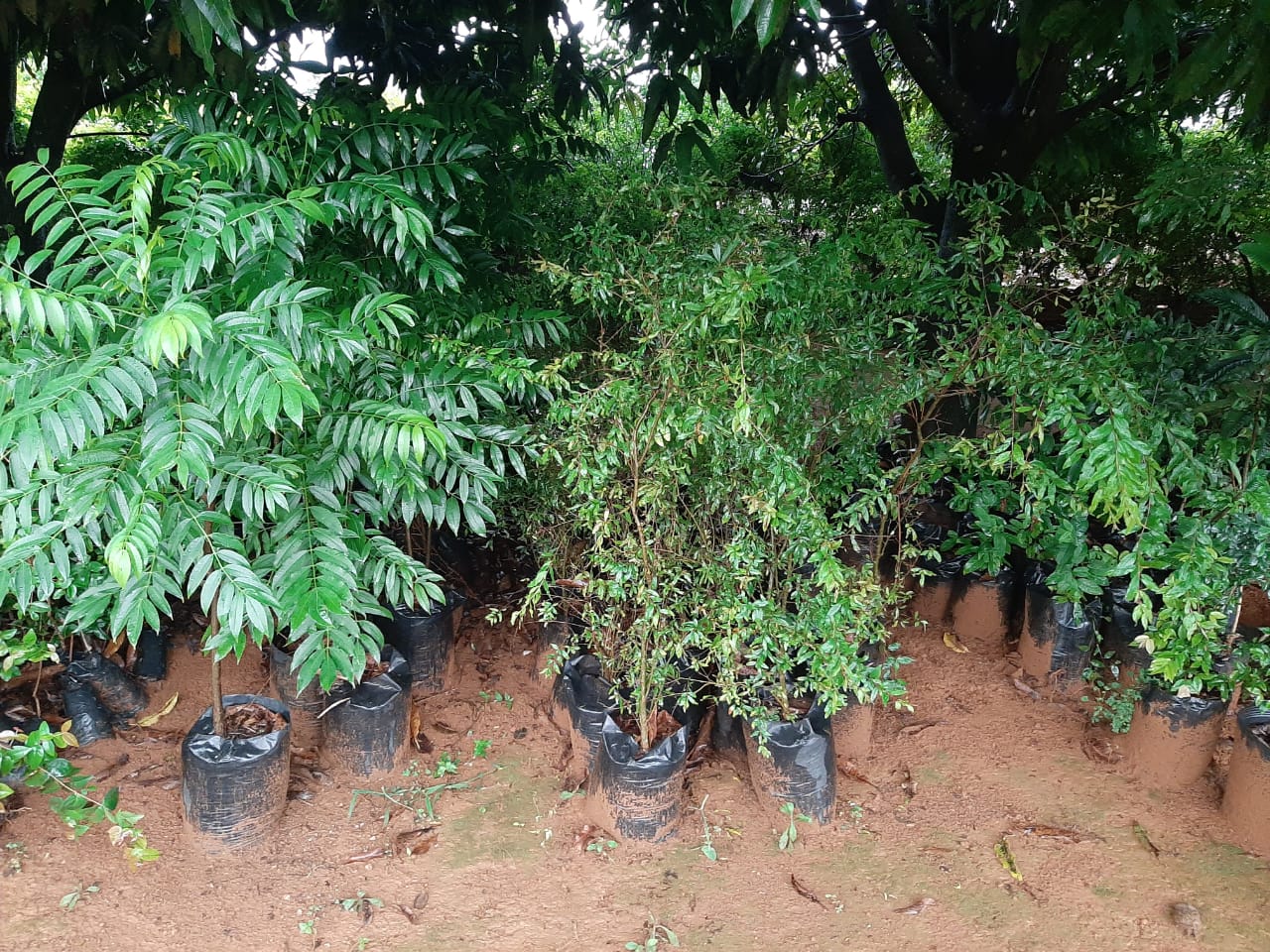 Projeto Ambiental